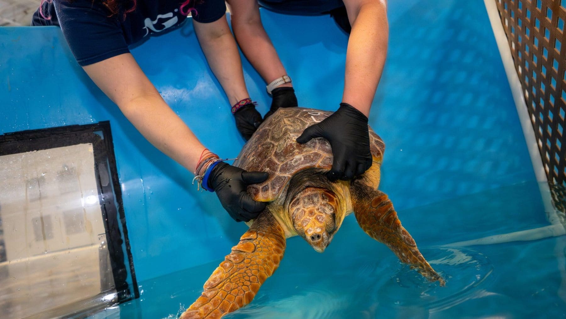 Tortuga marina híbrida rescatada en EEUU durante su recuperación en un centro especializado