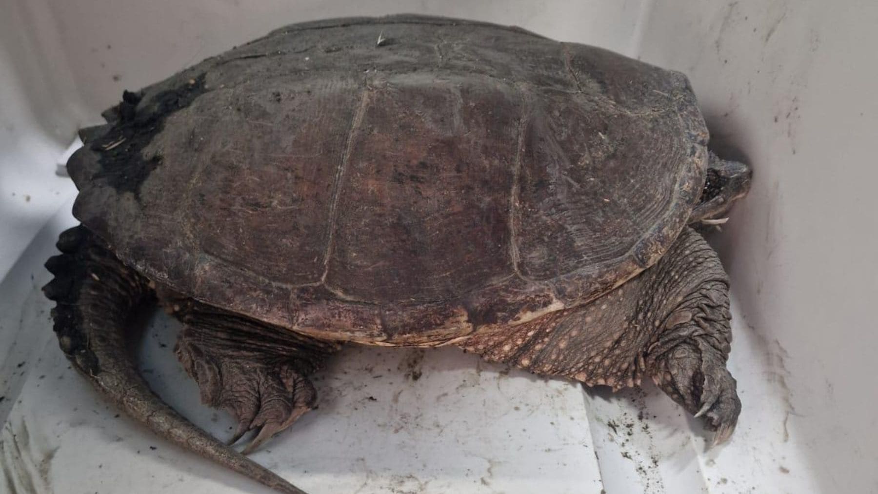 Tortuga mordedora invasora capturada en Torre Flavia cerca de Roma.