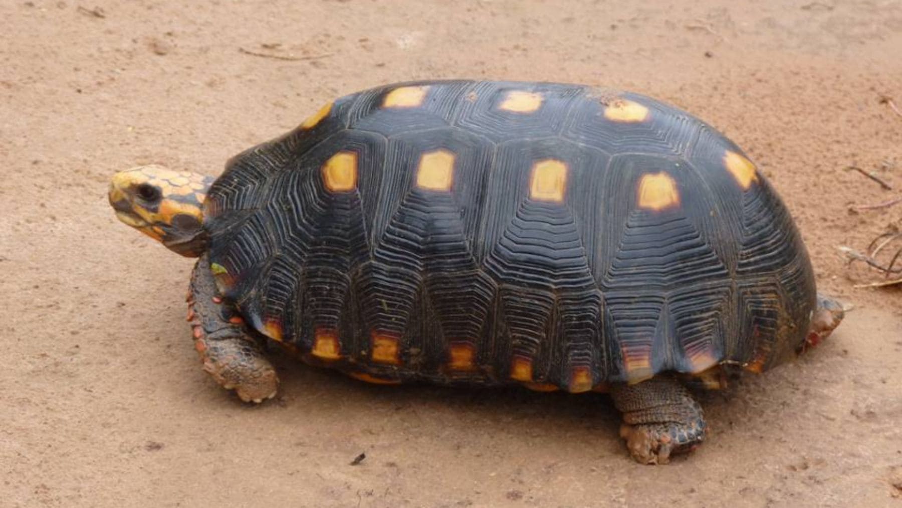 Tortuga de patas rojas rescatada en Formosa durante un operativo contra el tráfico ilegal de fauna.