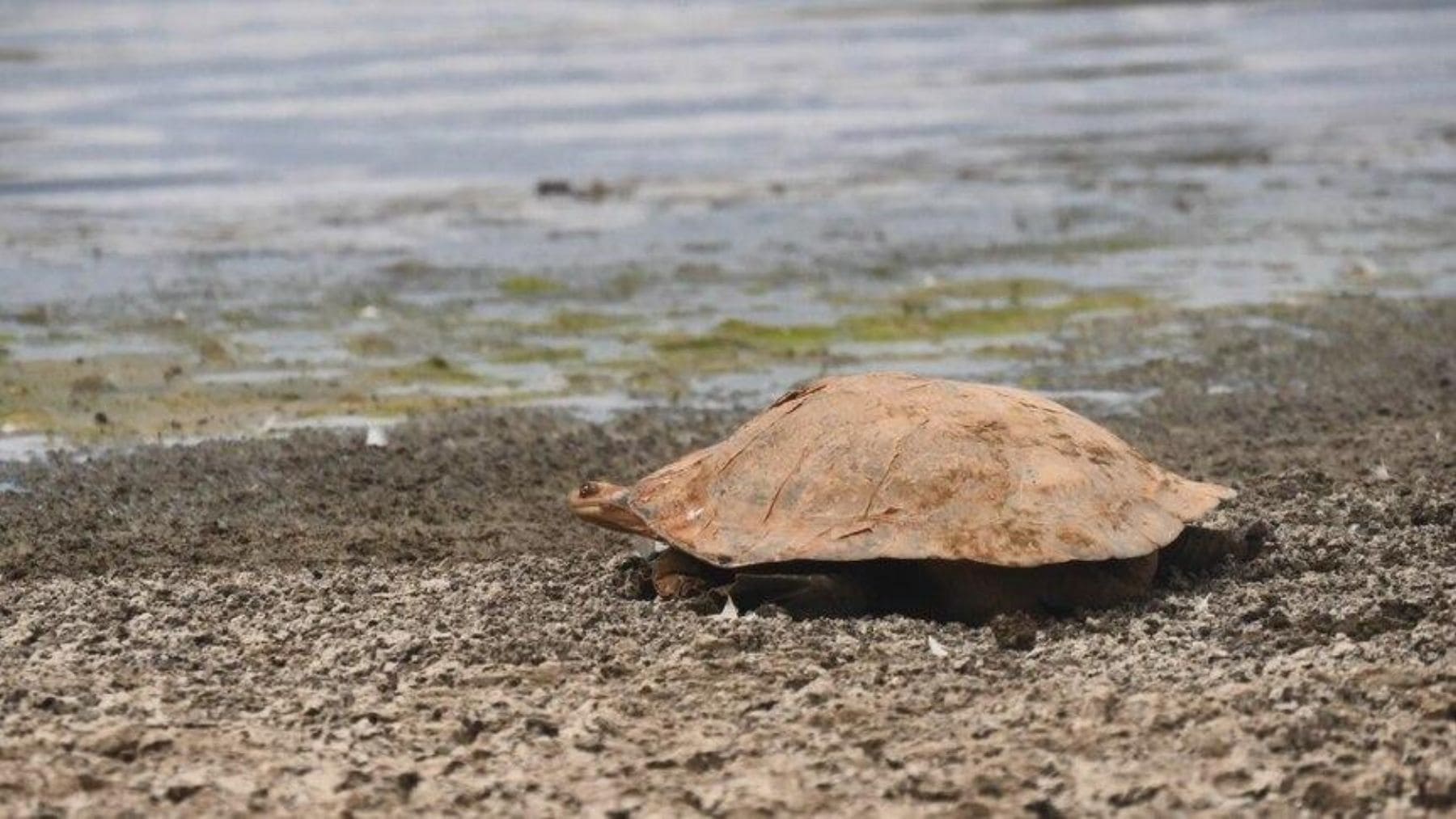 Tortuga de agua dulce en uno de los lagos artificiales de Broken Hill, en Nueva Gales del Sur.