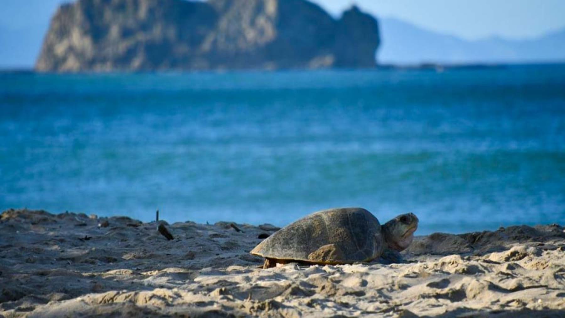 tortugas marinas en Nicaragua liberadas en playa del Pacífico