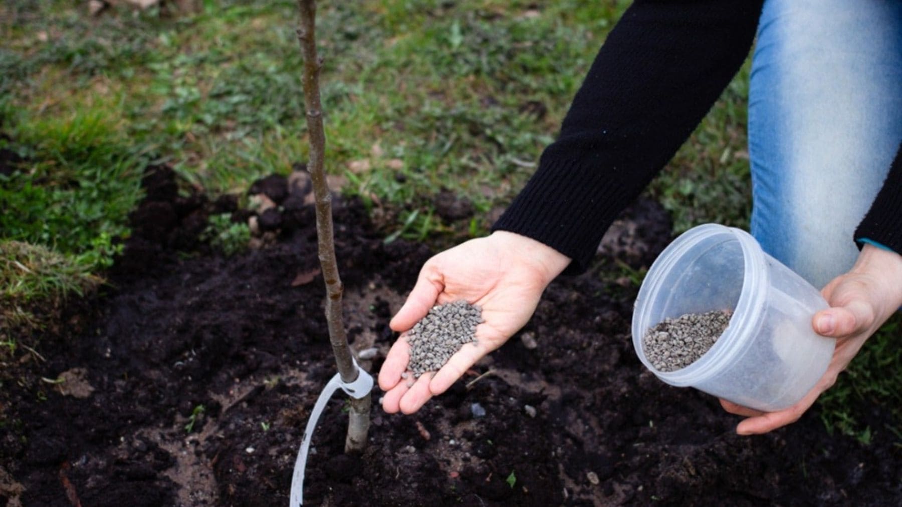 Persona echando fertilizante granulado a un árbol frutal para aumentar la producción de fruta.