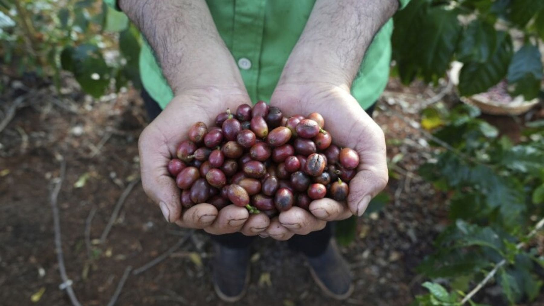 Granos de café sostenibles en una finca agrícola ante las nuevas normas anti deforestación de la Unión Europea.