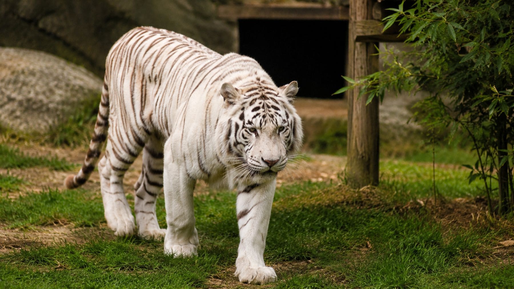 Sona, el último tigre de circo de Portugal, camina libre en el santuario AAP España tras 16 años encerrado.