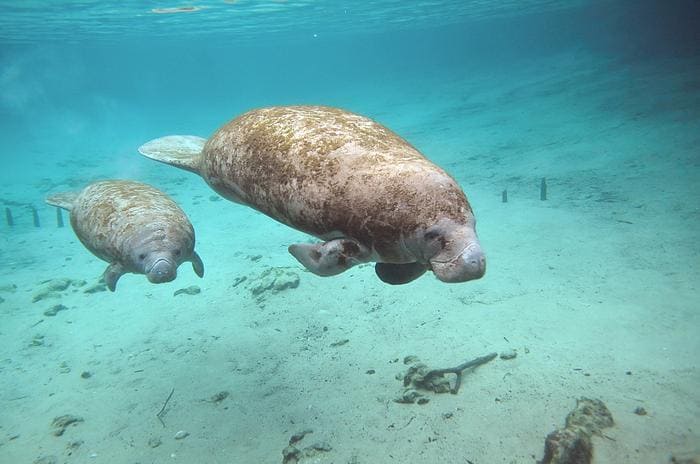 Proyecto para proteger manatíes en Colombia premiado por National Geographic