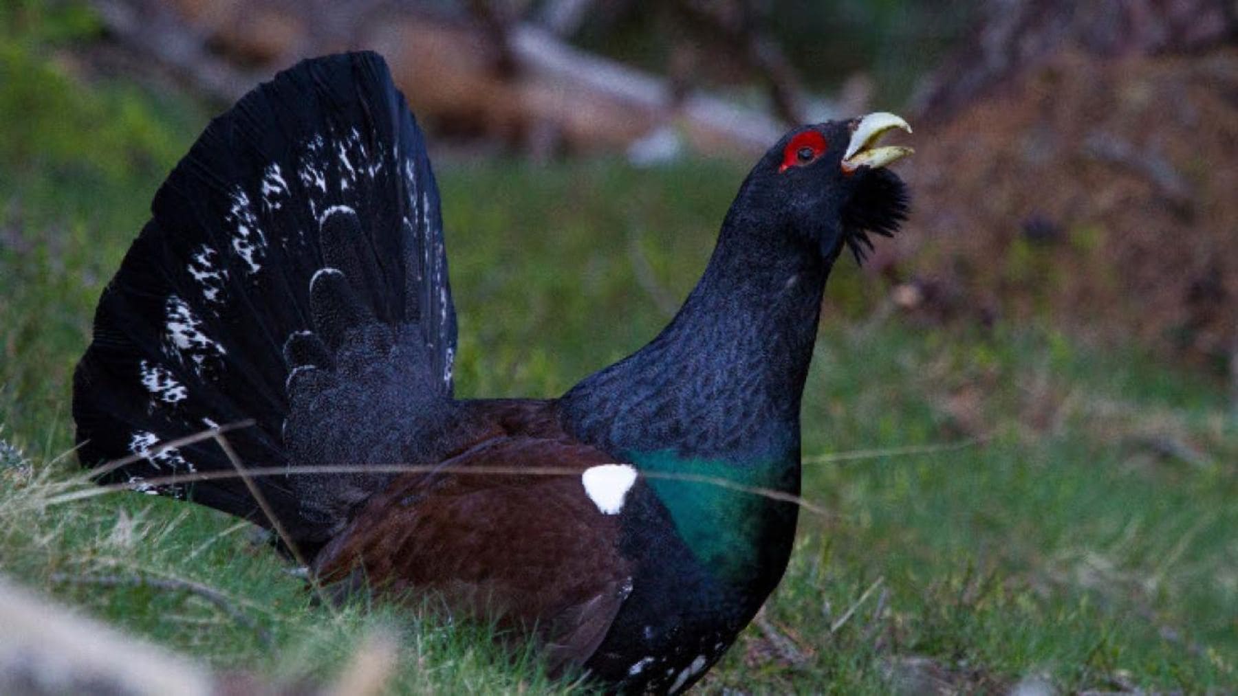 Urogallo macho en un cantadero del Pirineo catalán, especie en peligro de extinción en Cataluña.