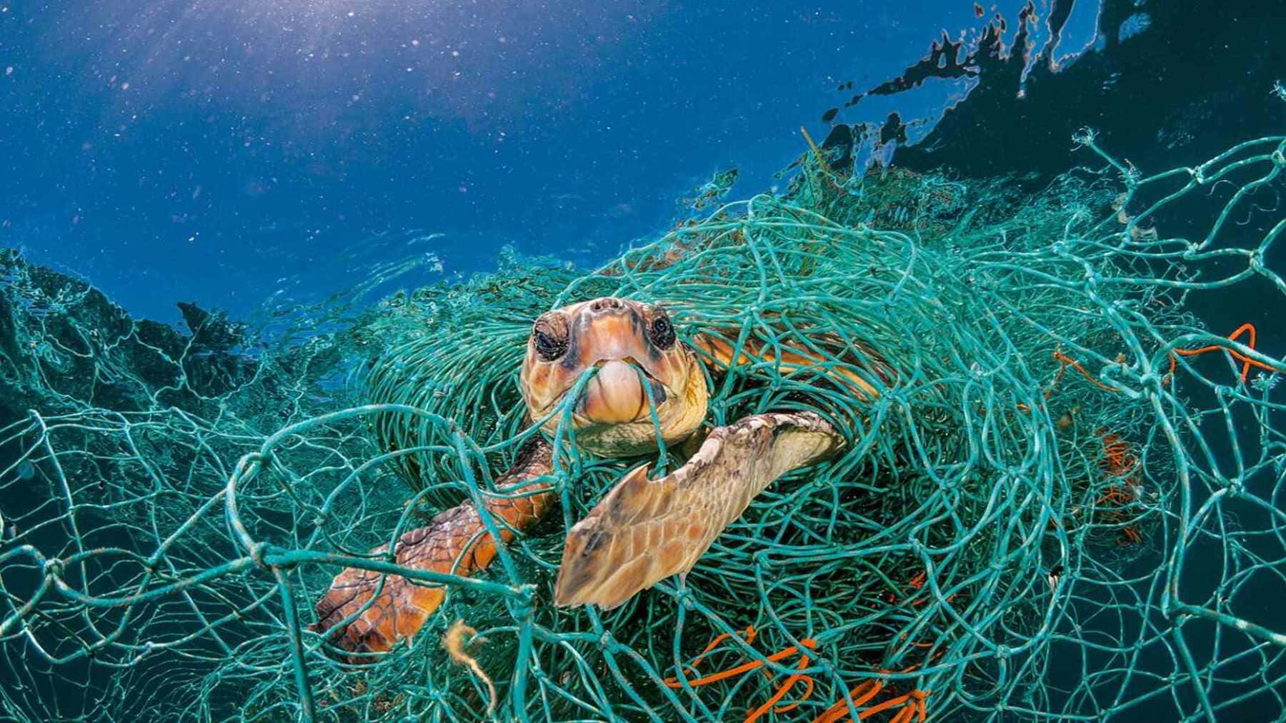 varamientos de tortugas marinas en el Estrecho de Gibraltar en playas de Ceuta