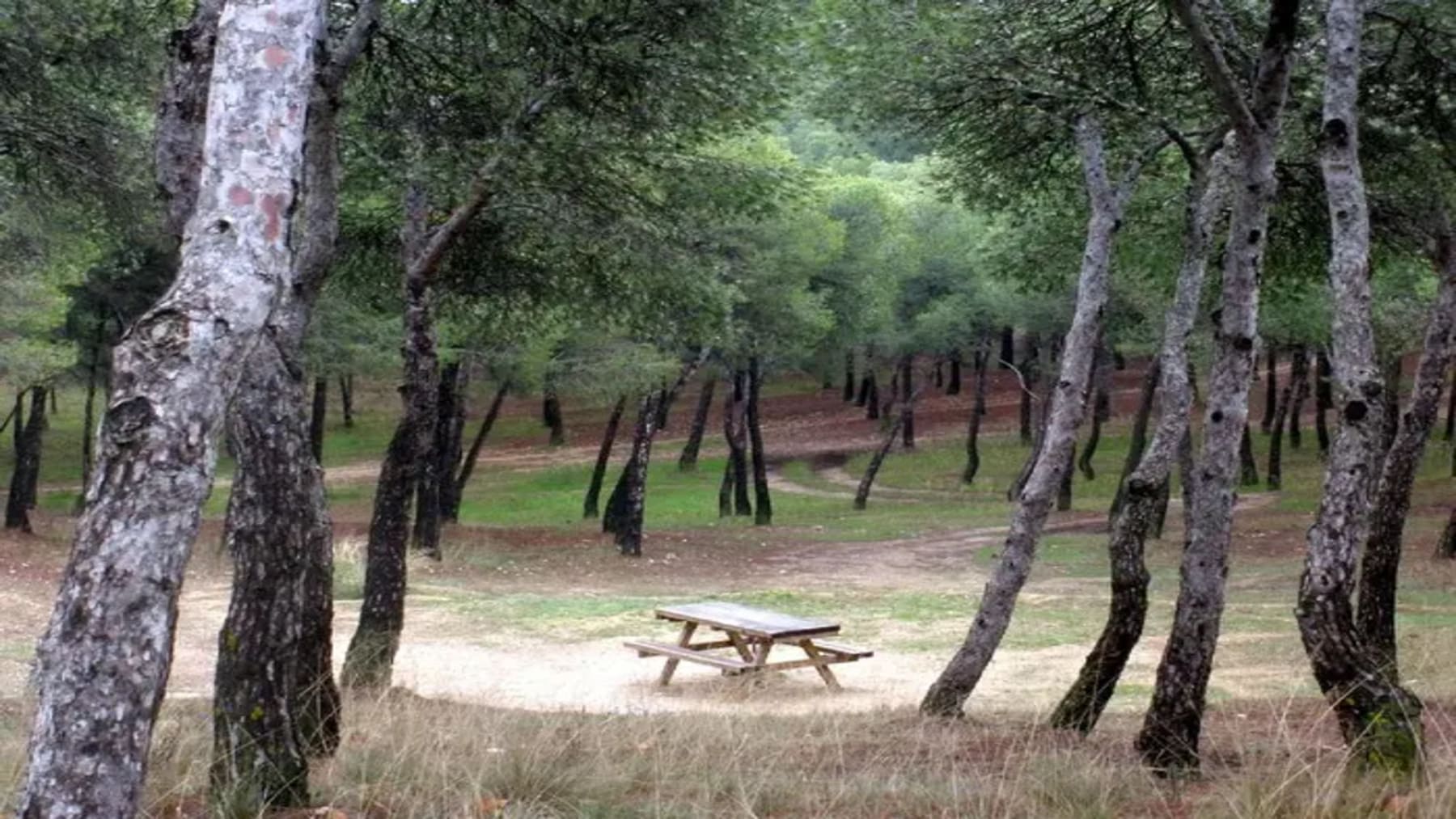 Pinares de Venecia (Zaragoza): 100 años de este espacio natural emblemático