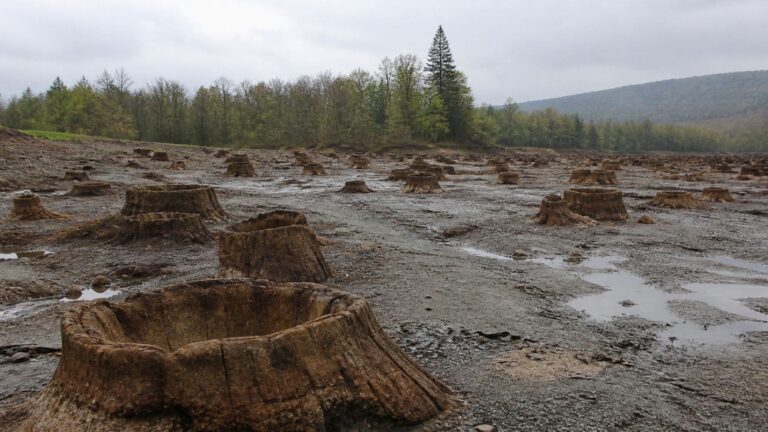 Fósiles del bosque de Wattieza en Gilboa, considerado el bosque más antiguo de la Tierra con 385 millones de años.
