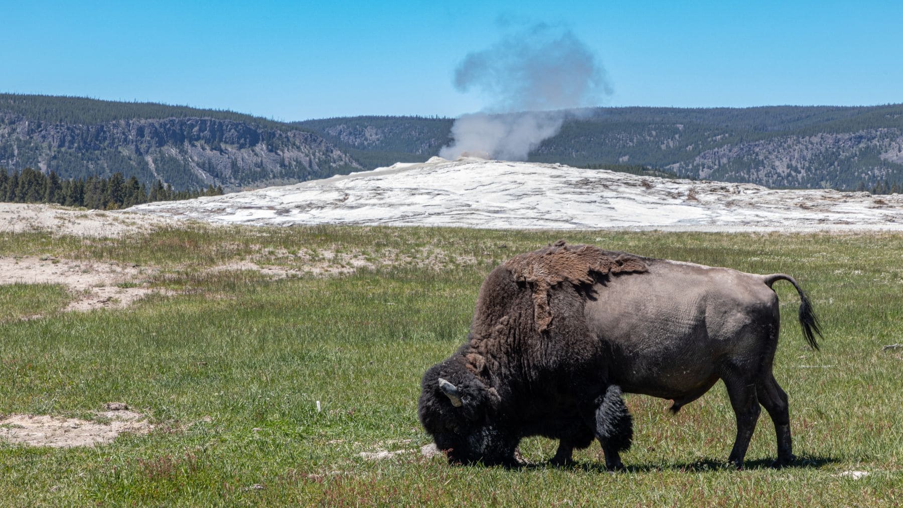 Bisonte frente al géiser Old Faithful en Yellowstone, el principal destino de ecoturismo de Estados Unidos.