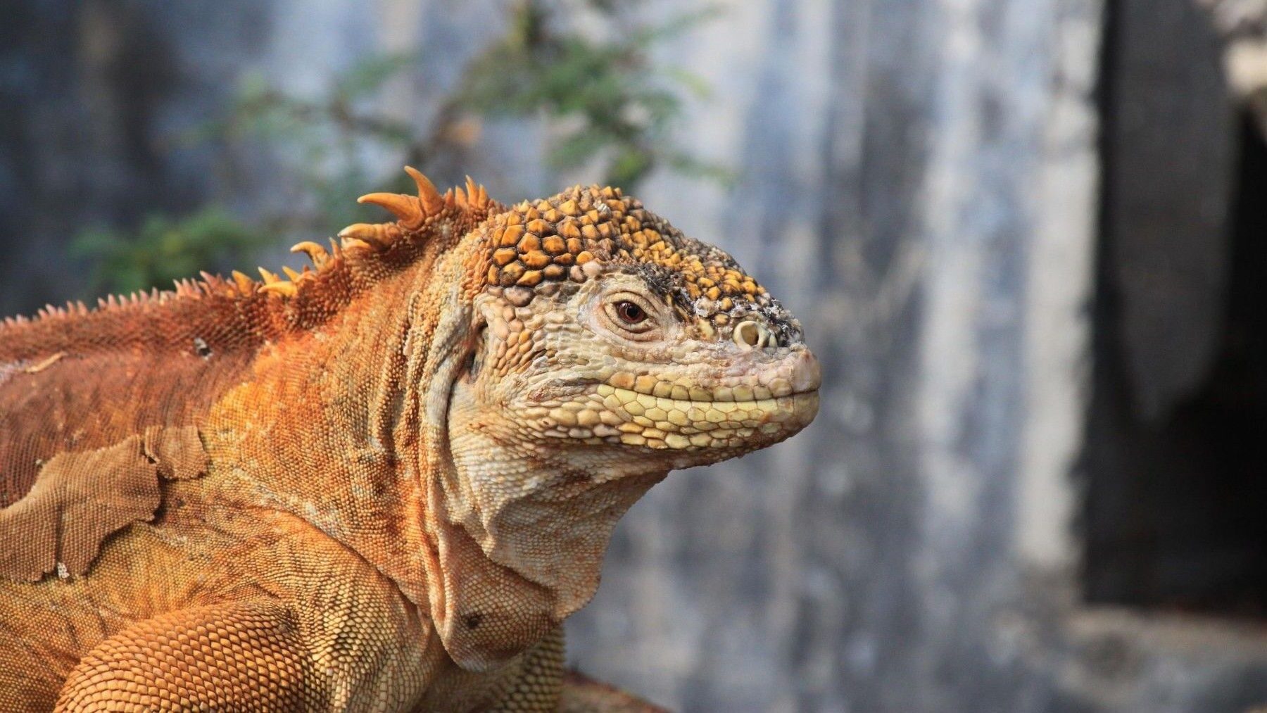 10 iguanas de Galápagos regresan a casa después de ser salvadas del tráfico ilegal
