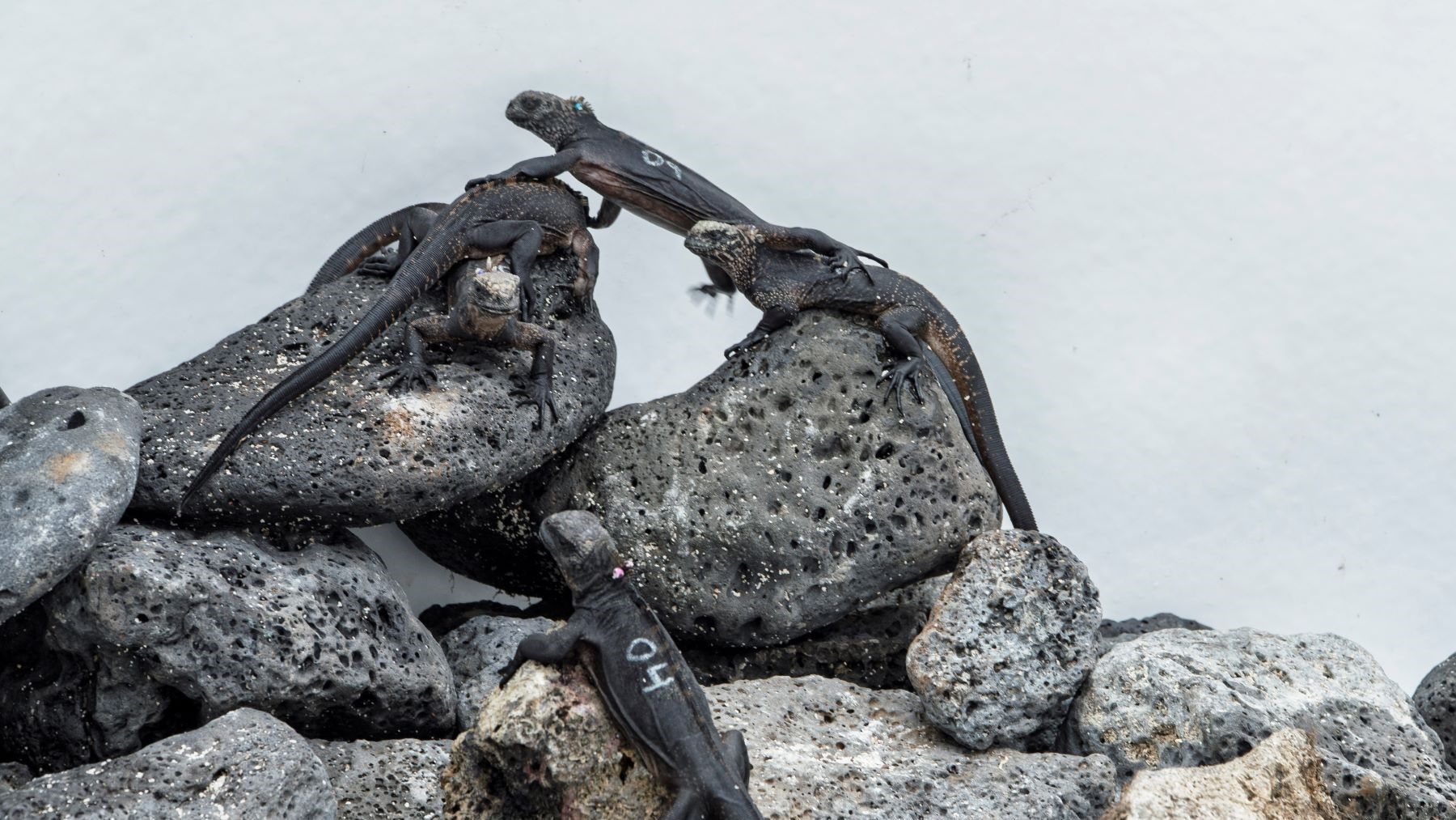 10 iguanas de Galápagos regresan a casa después de ser salvadas del tráfico ilegal