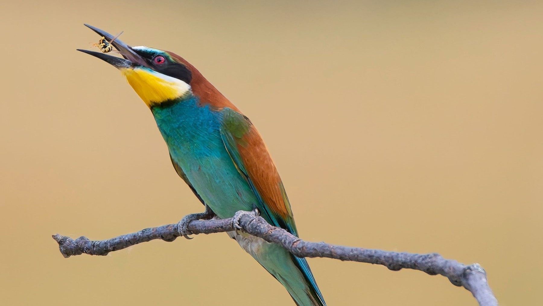 abejarucos frenan a la avispa asiática mediante control biológico natural