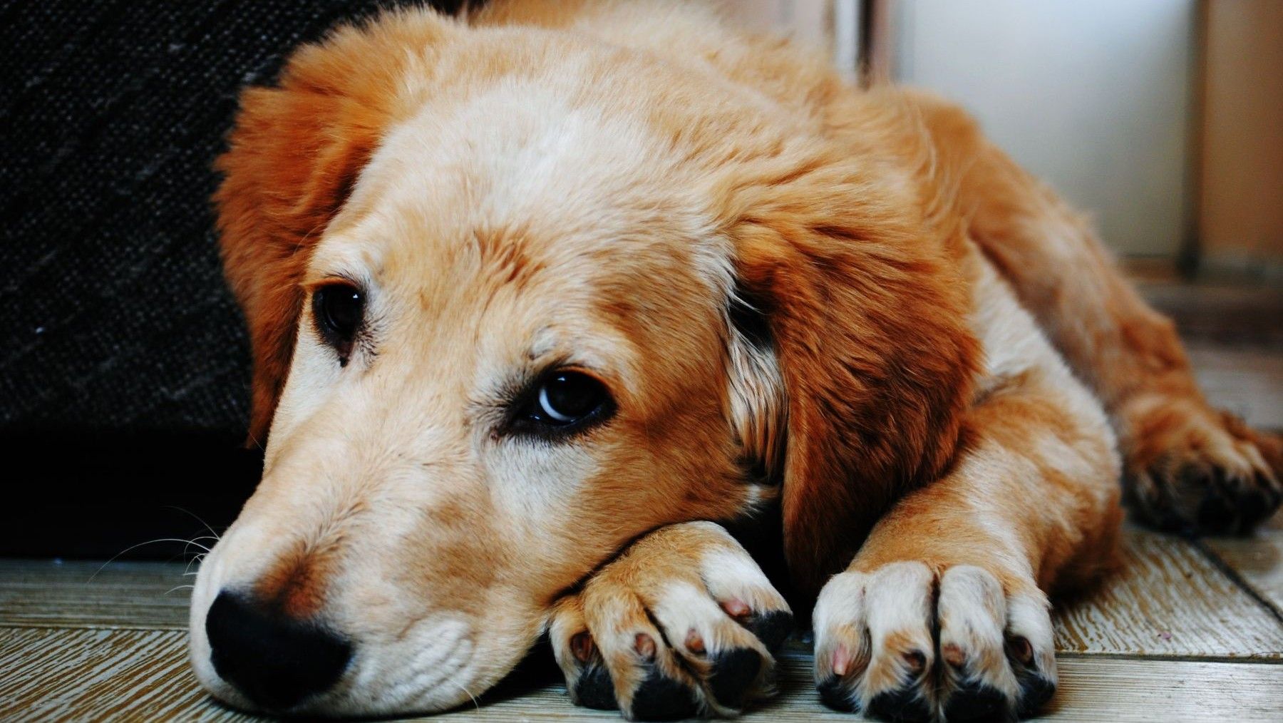 Guía policial de protección animal para mejorar la aplicación de la ley.