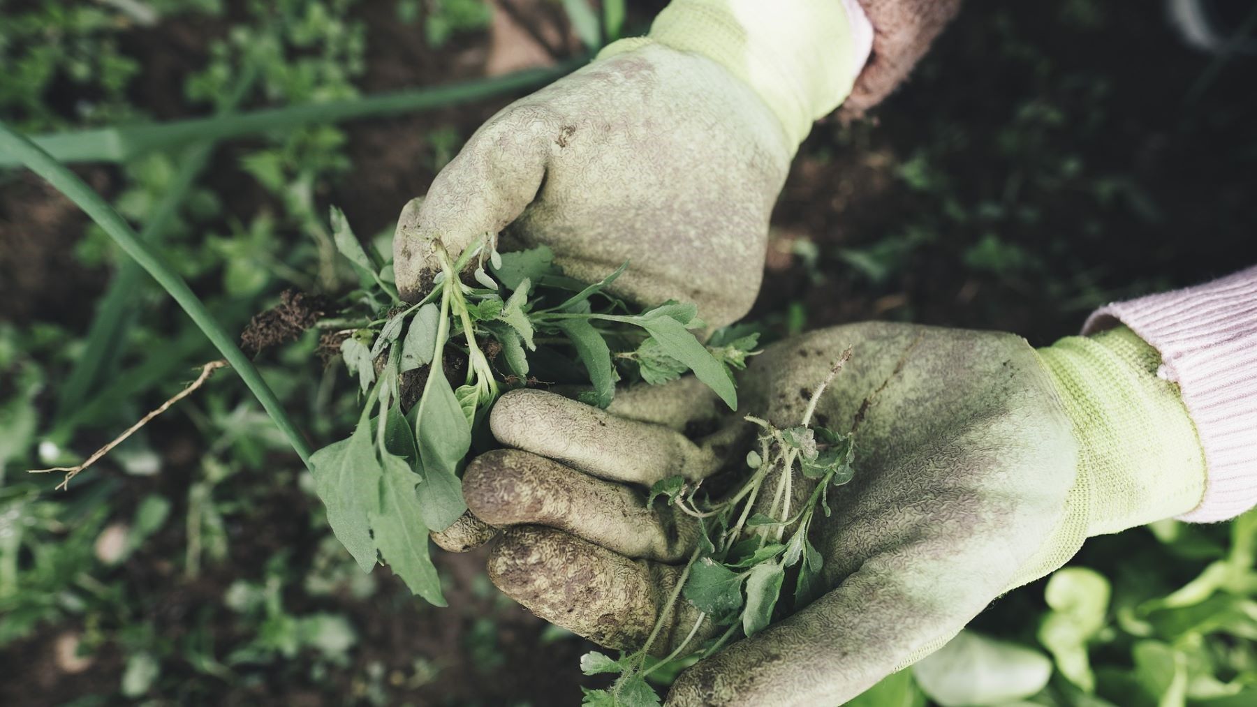 Europa pone en duda la agricultura regenerativa