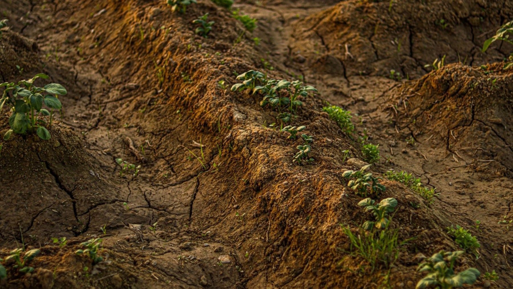 cómo frenar la desertificación con la agricultura mediante biodiversidad y suelo fértil