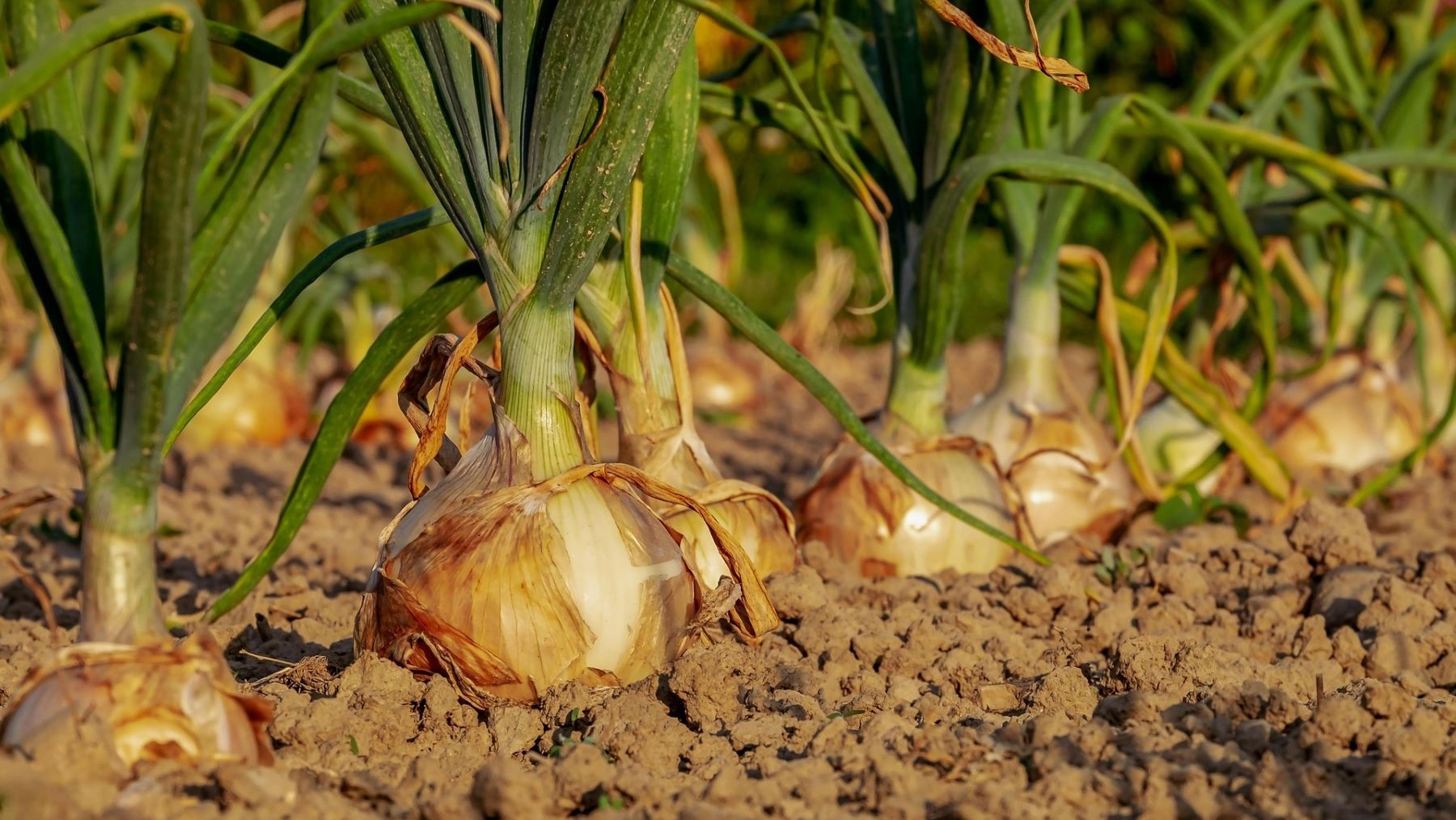 la agroecología como solución al cambio climático