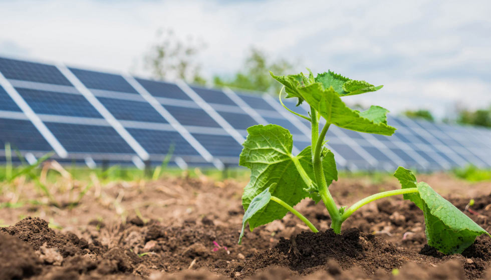 Cómo la energía solar puede convertirse en una aliada de los agricultores