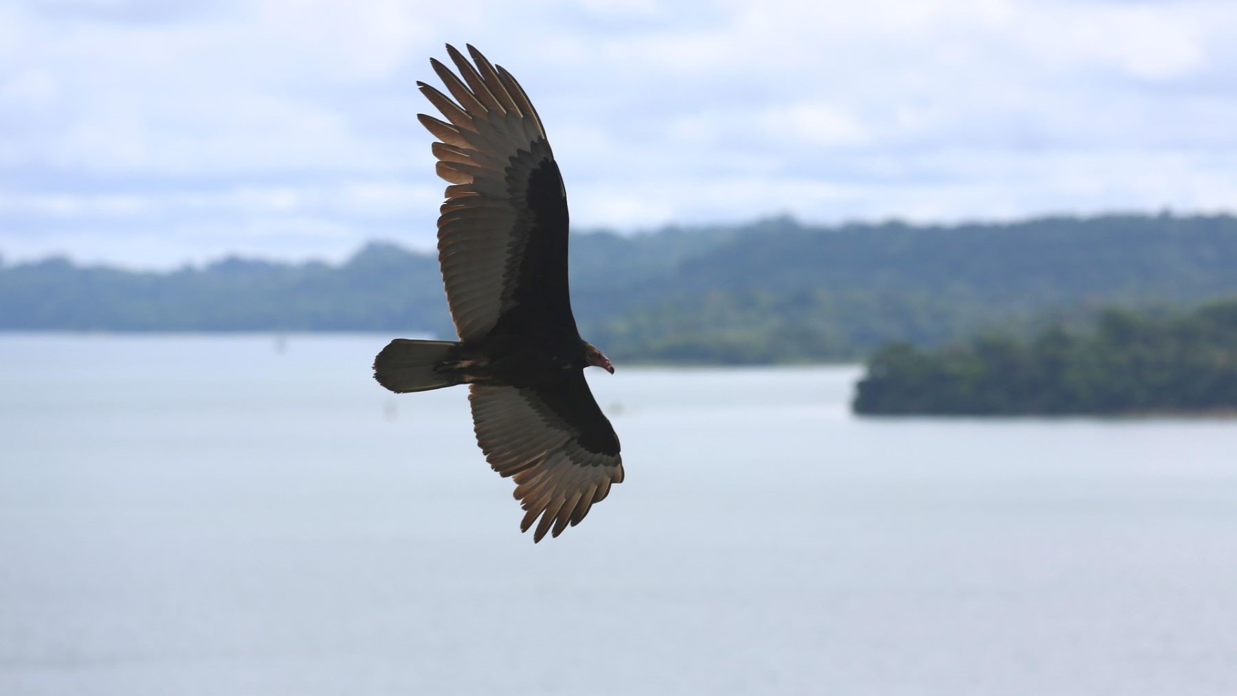 recuperación del águila imperial en Doñana