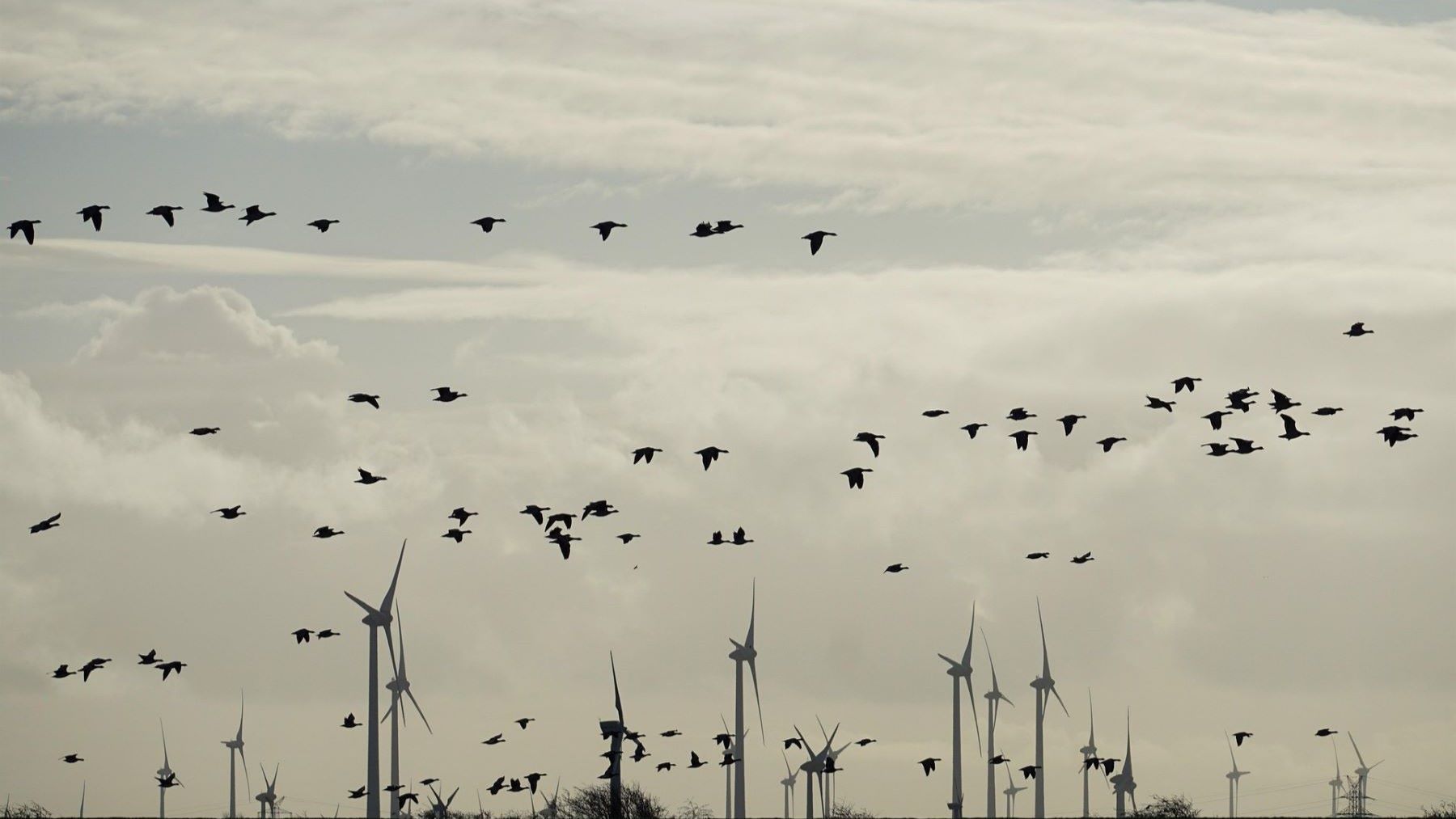 La eólica protege aves y ecosistemas