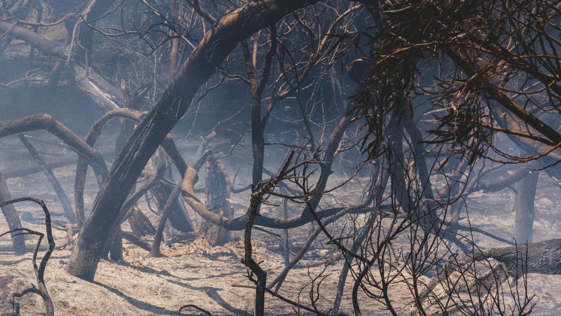 Doñana afronta un mayor riesgo de incendios tras el incendio forestal