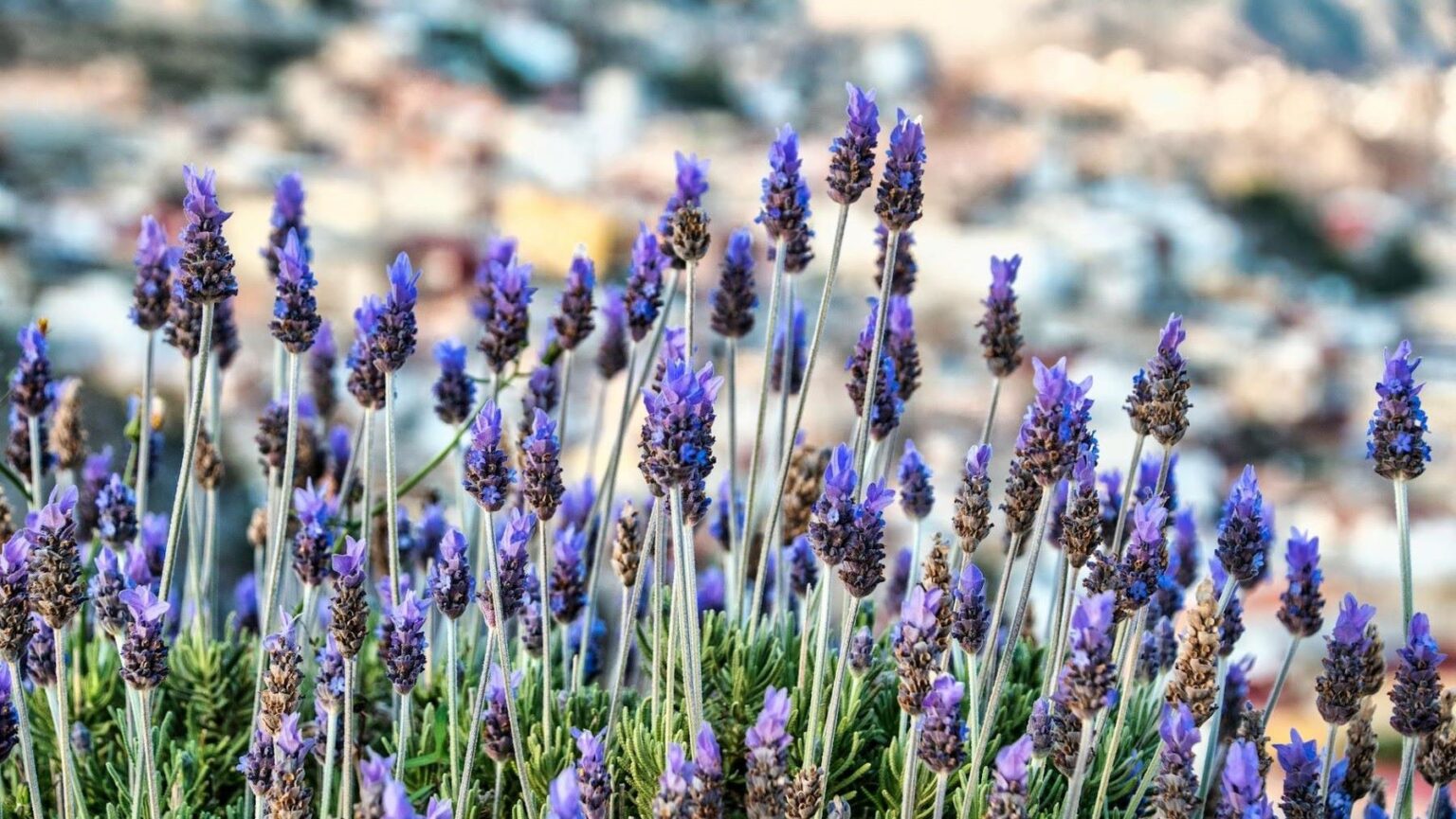 el calor se dispara este sábado en España
