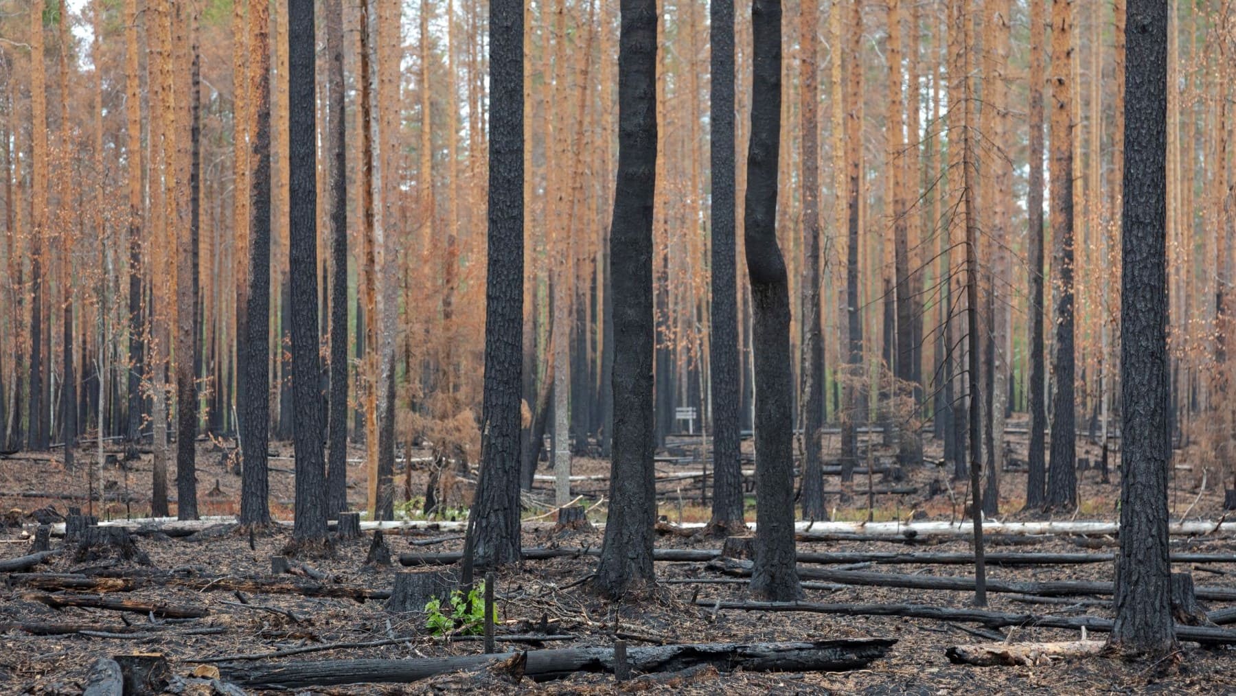 España recibe 120 millones por los incendios forestales para restaurar zonas afectadas