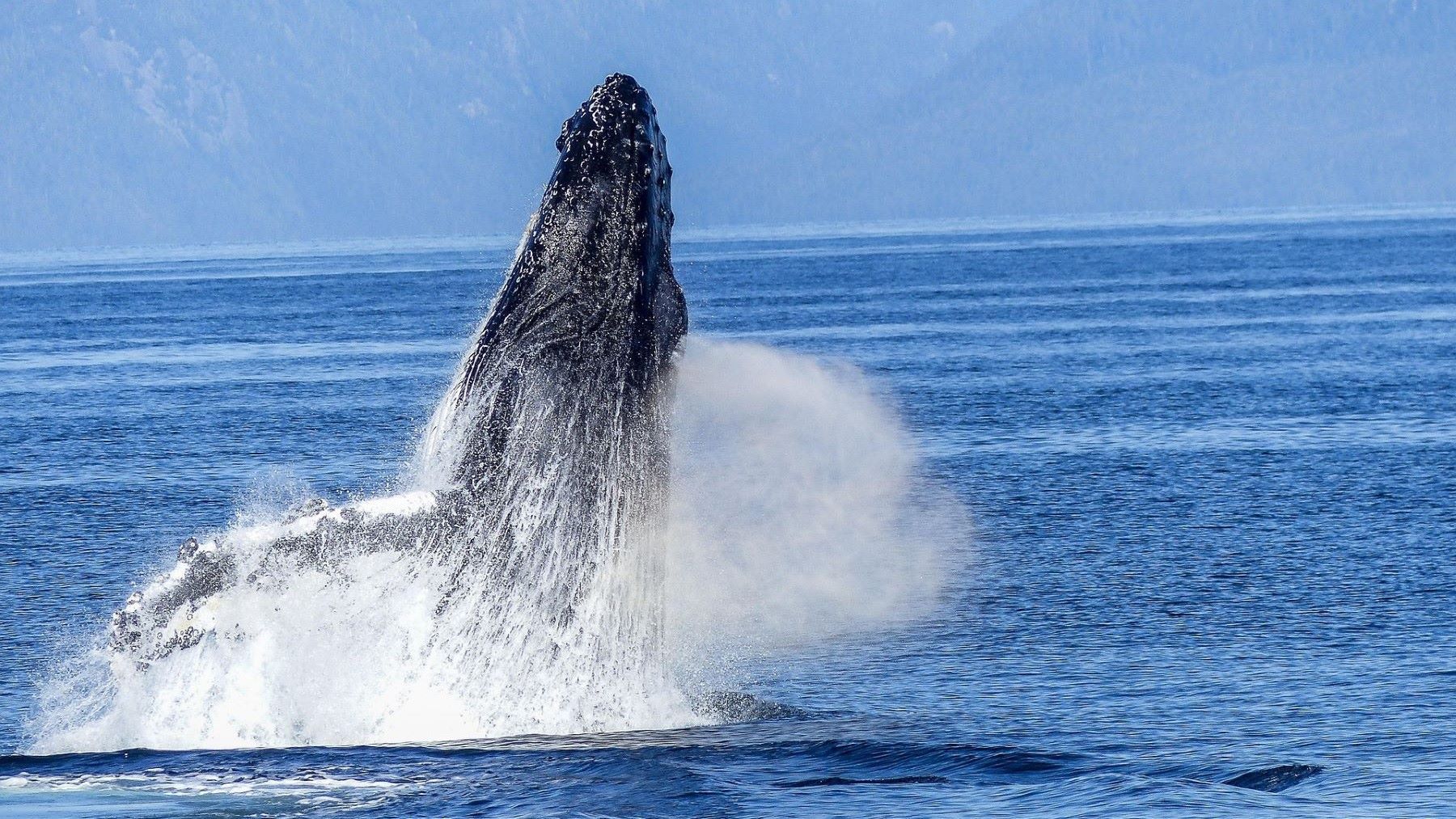 Las ballenas jorobadas llegan a Perú