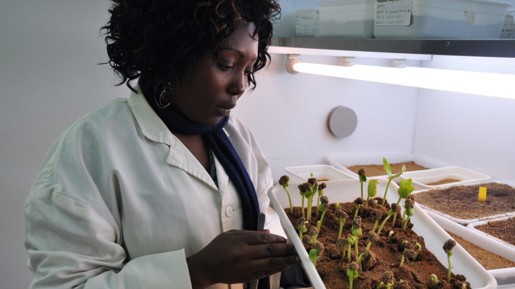 Los árboles africanos que pueden frenar el hambre y el cambio climático