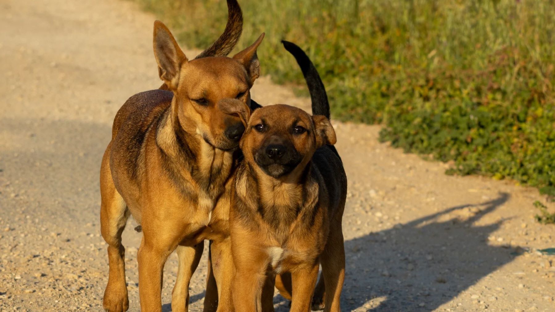 Barcelona crea el mayor refugio animal sostenible para rescatar perros y gatos abandonados
