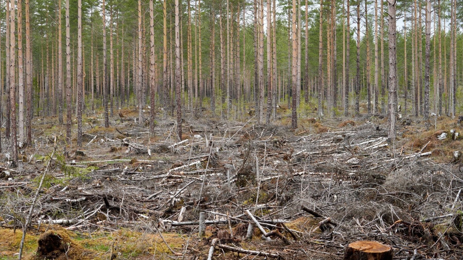 Los bosques españoles acumulan biomasa sin aprovechar en una masa forestal gestionada