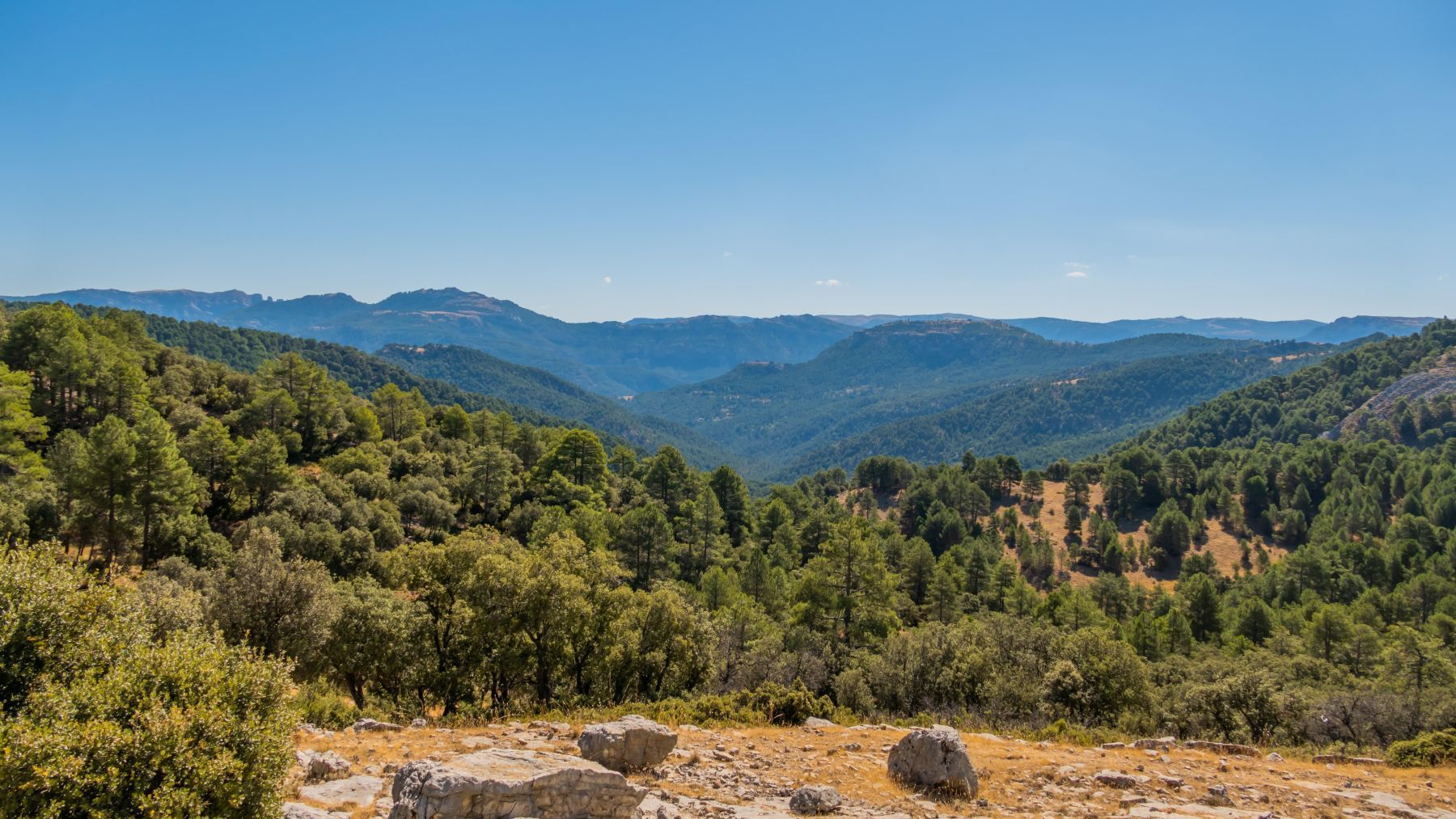 Por qué los bosques españoles consumen cada vez más agua