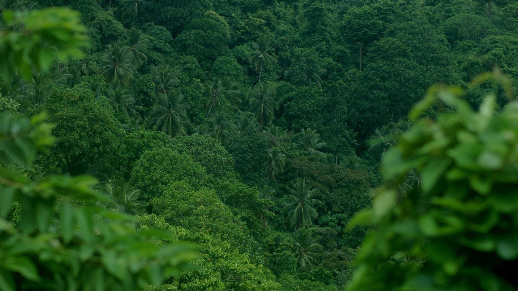 los bosques tropicales están en peligro por la degradación ambiental