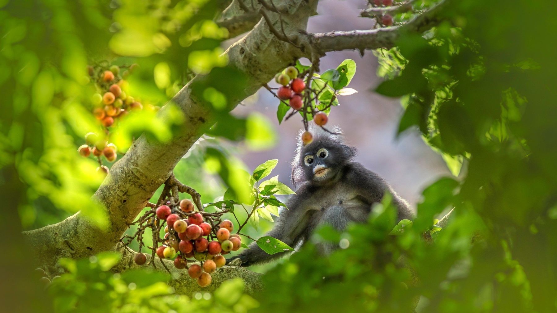 Día Internacional de los Bosques Tropicales 2026