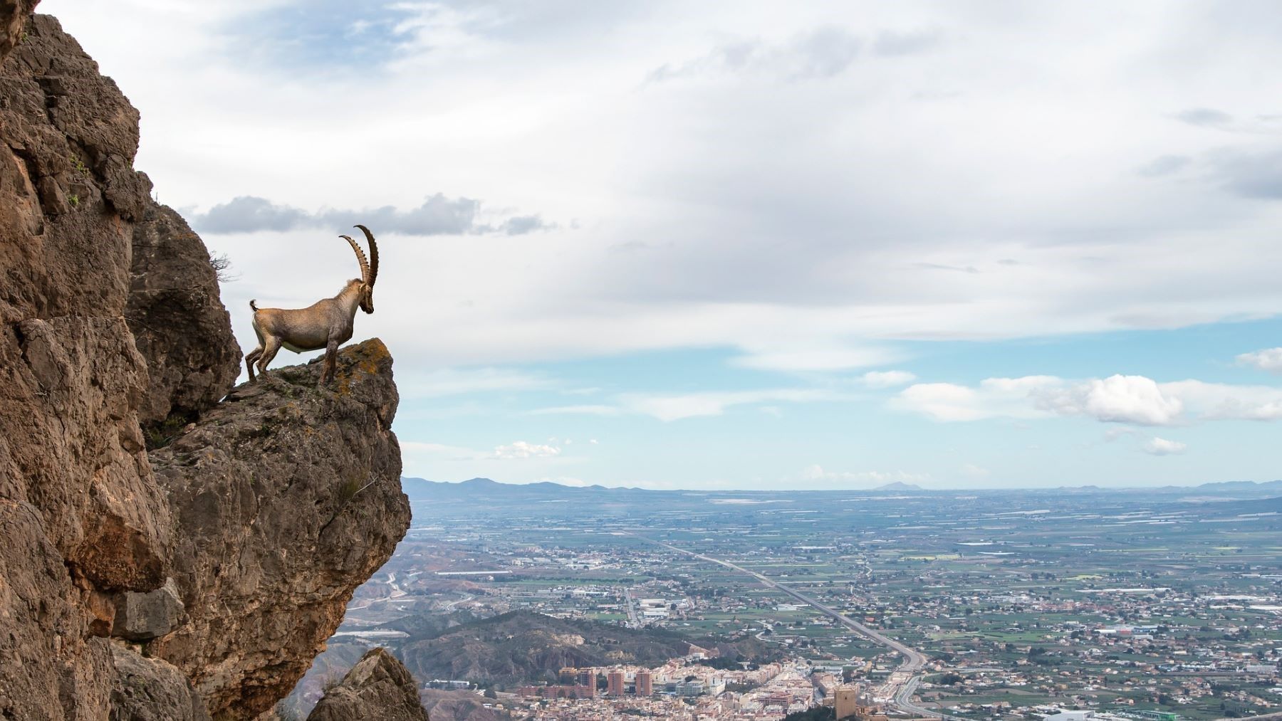 nacen tres cabras montesas mediante reproducción asistida en un avance histórico para la conservación genética