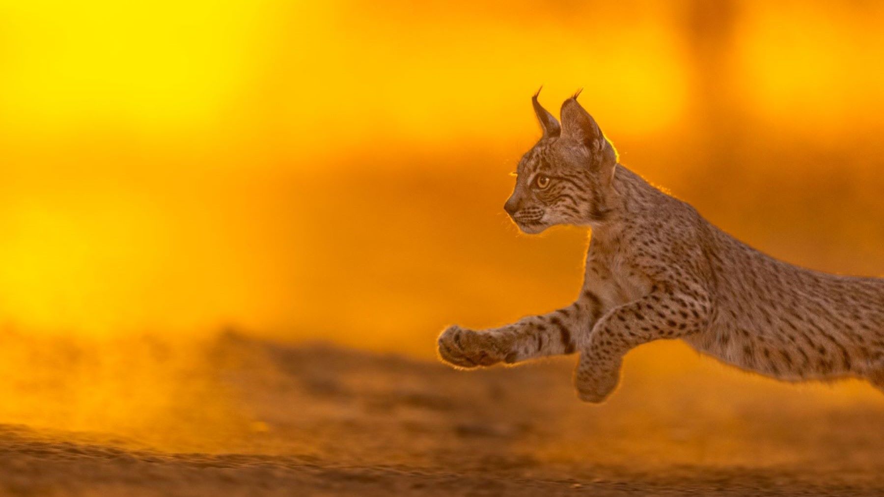 el lince ibérico alcanza una recuperación histórica con nuevos cachorros nacidos en Jaén