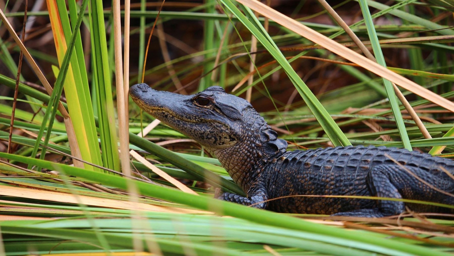El caimán de anteojos amenaza los Everglades
