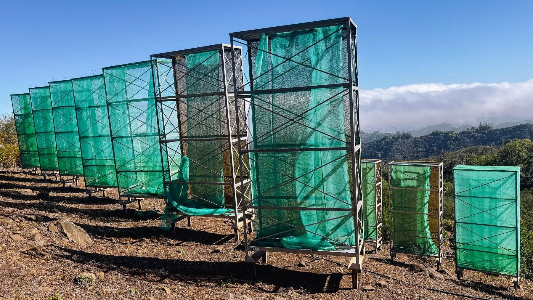 Captación de agua de niebla para reforestación en una zona forestal de Canarias