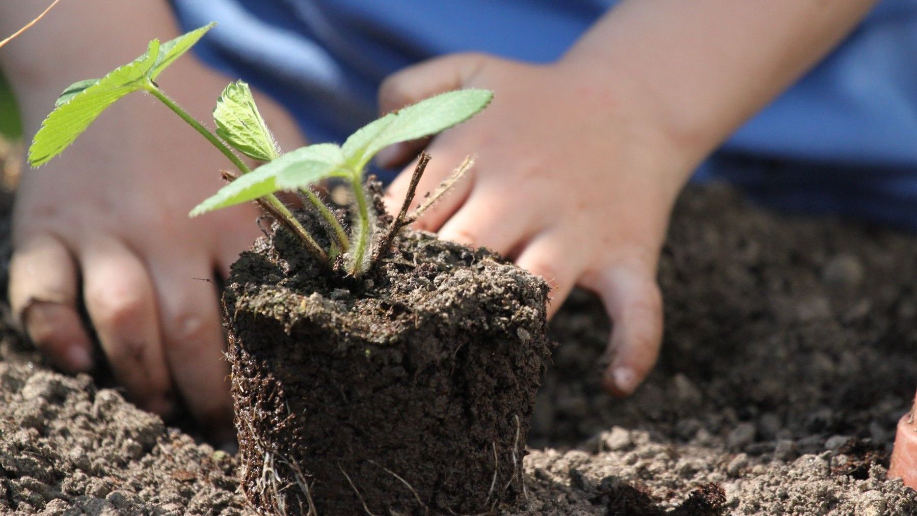 Catalunya impulsa que la agricultura ecológica entre en las aulas con más apoyo que nunca mediante proyectos educativos sostenibles