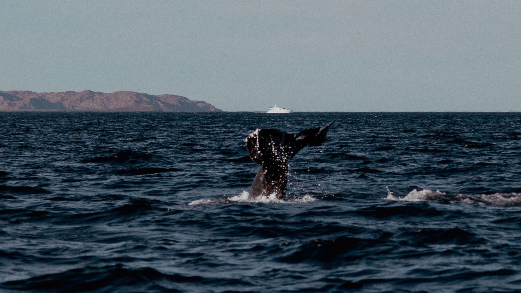 los cetáceos regresan a la Comunitat Valenciana en aguas del Mediterráneo