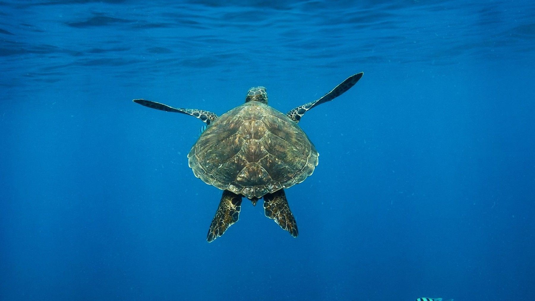 Cinco tortugas marinas vuelven al Mediterráneo tras ser rescatadas durante una liberación en la costa catalana