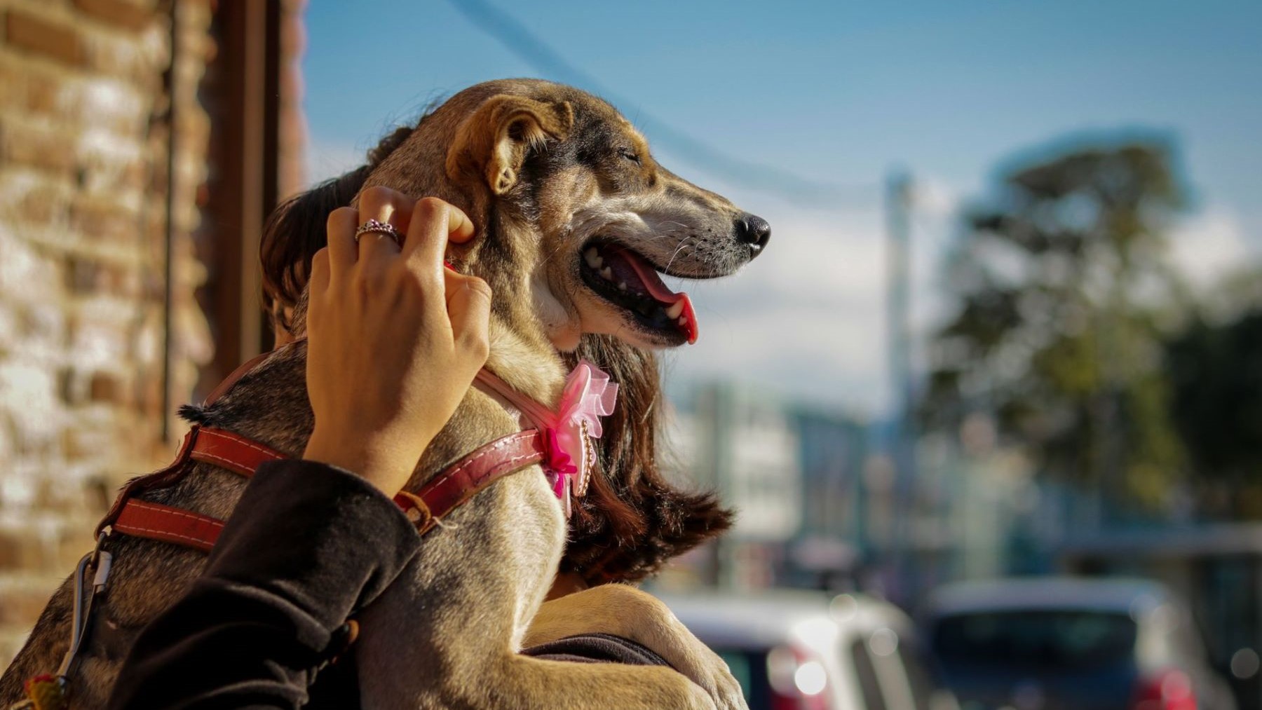 La Ordenanza de Bienestar Animal de Gijón