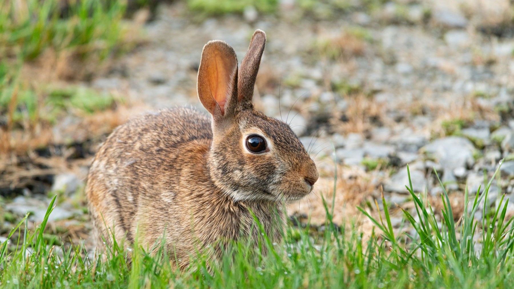 la situación del conejo de monte en España