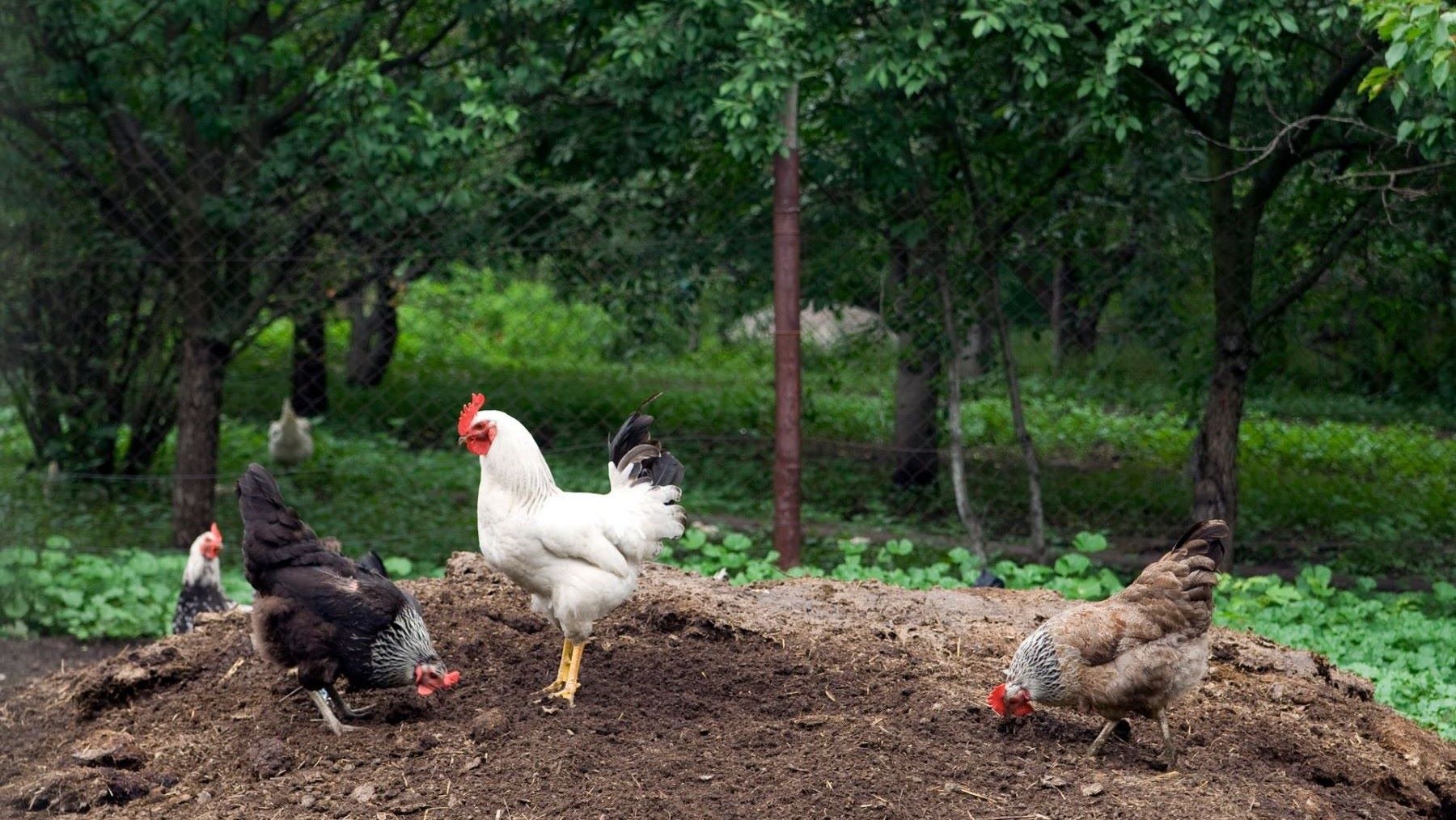los españoles apoyan el bienestar animal en la producción ganadera