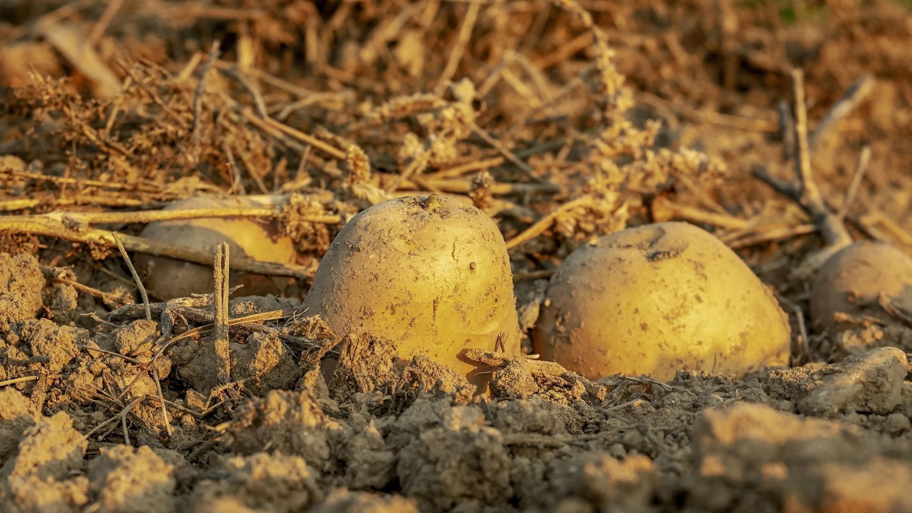 Europa autoriza cultivos resistentes al cambio climático en explotaciones agrícolas europeas
