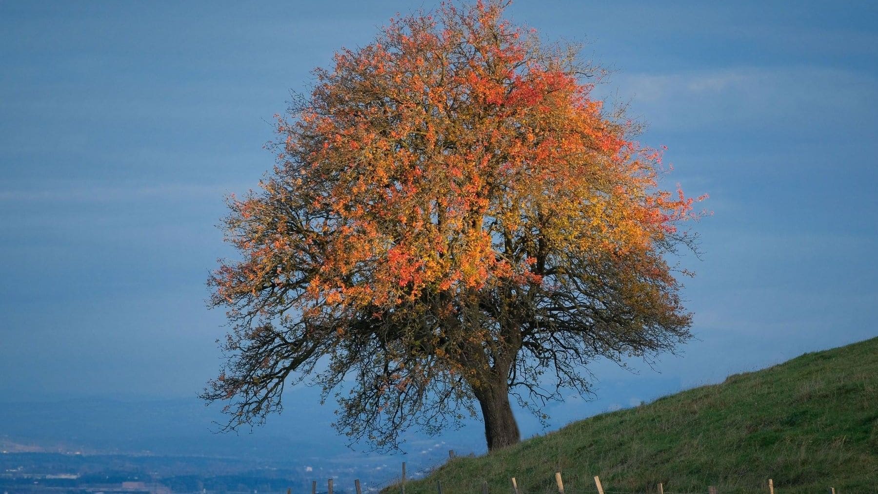Día Mundial del Árbol 2026