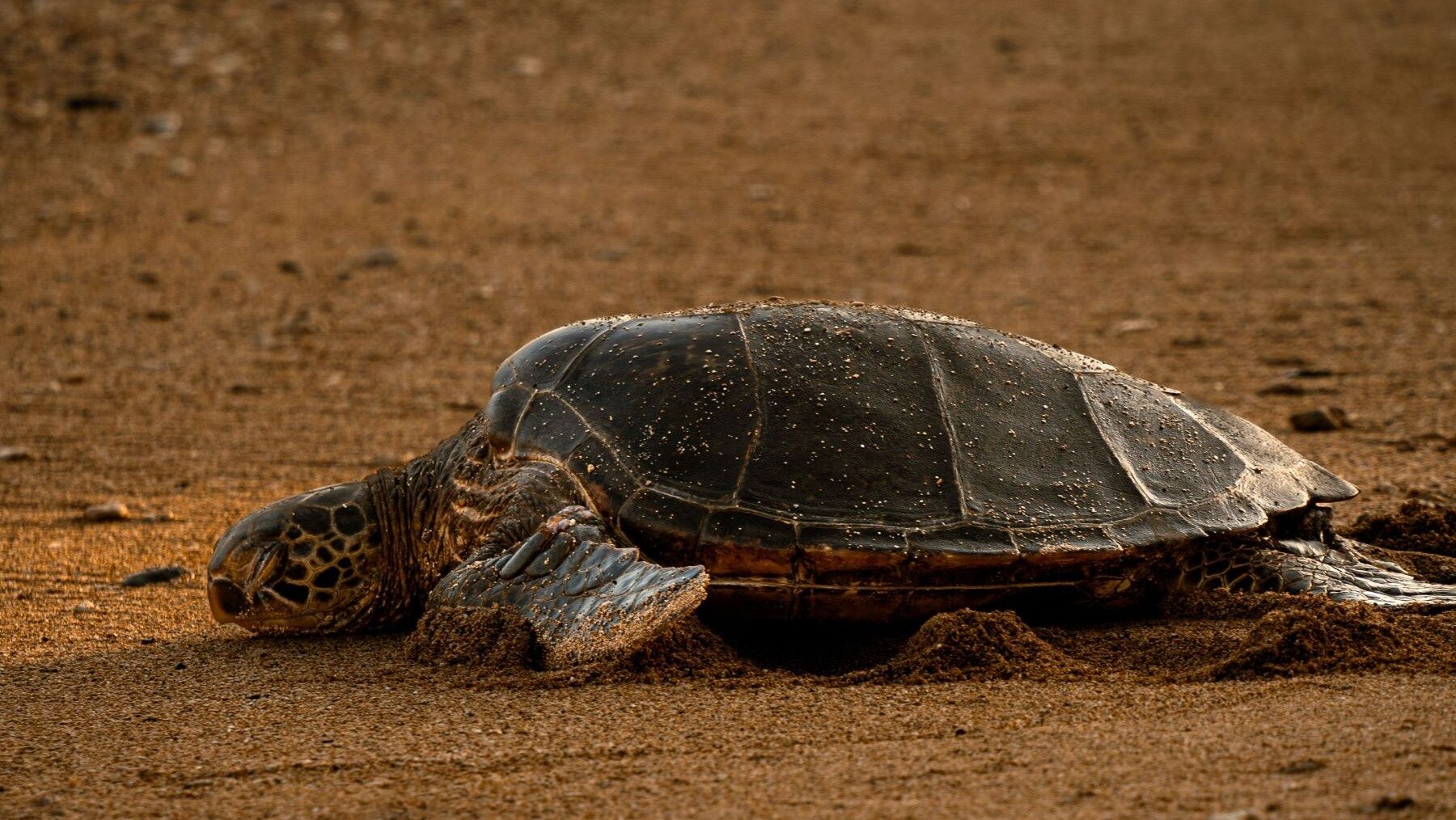 la tortuga Diana vuelve a anidar en Dénia durante la puesta de huevos en la playa