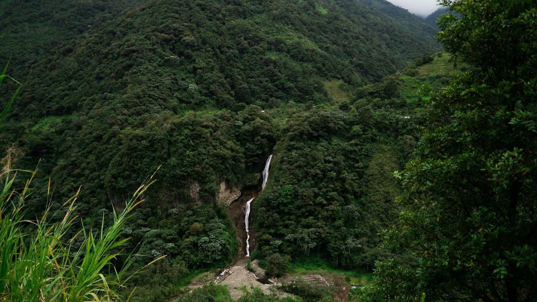 Ecuador descubre un ejército secreto de escarabajos que mantiene viva la Amazonía