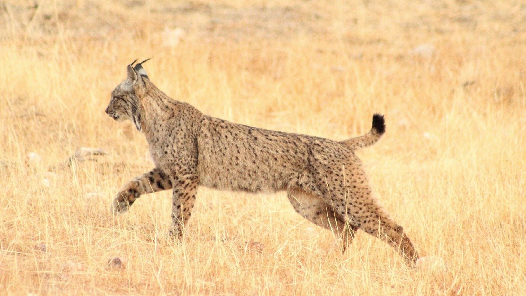 El lince ibérico alcanza una cifra histórica y sigue creciendo