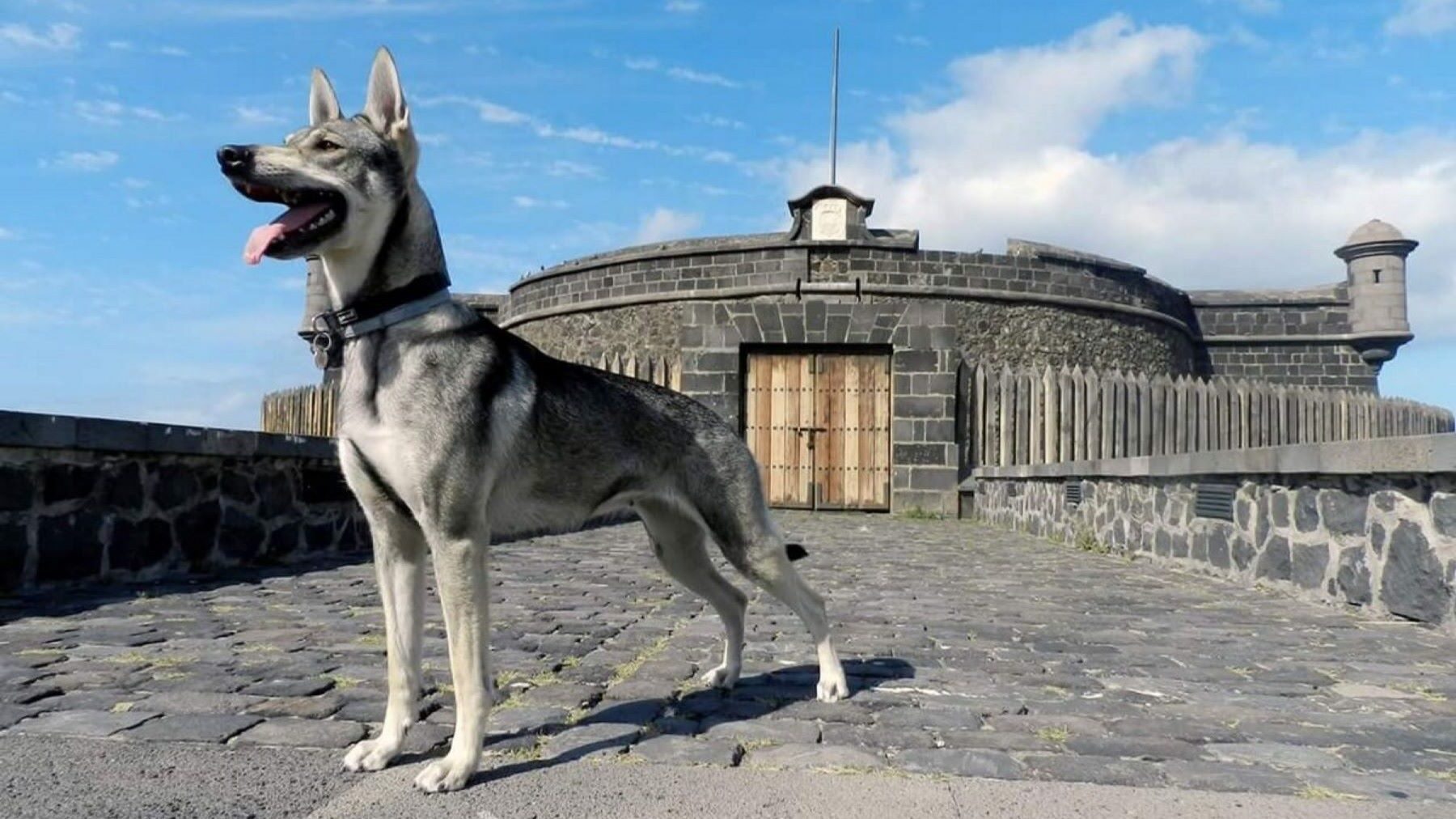 el lobito herreño está más cerca de ser raza oficial